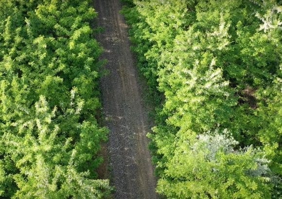 Our first forest 2019