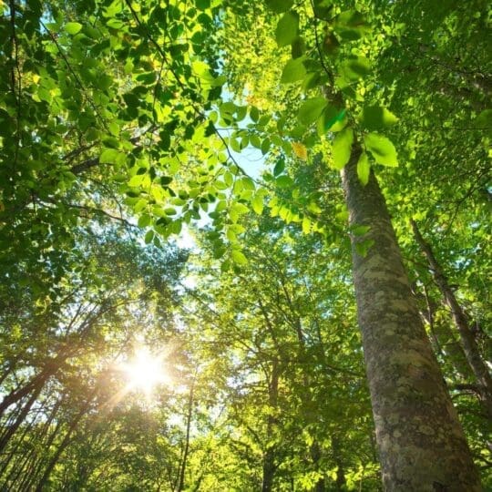 Pachetul CLIMĂ- COMPENSEAZĂ AMPRENTA CO2 PENTRU UN AN