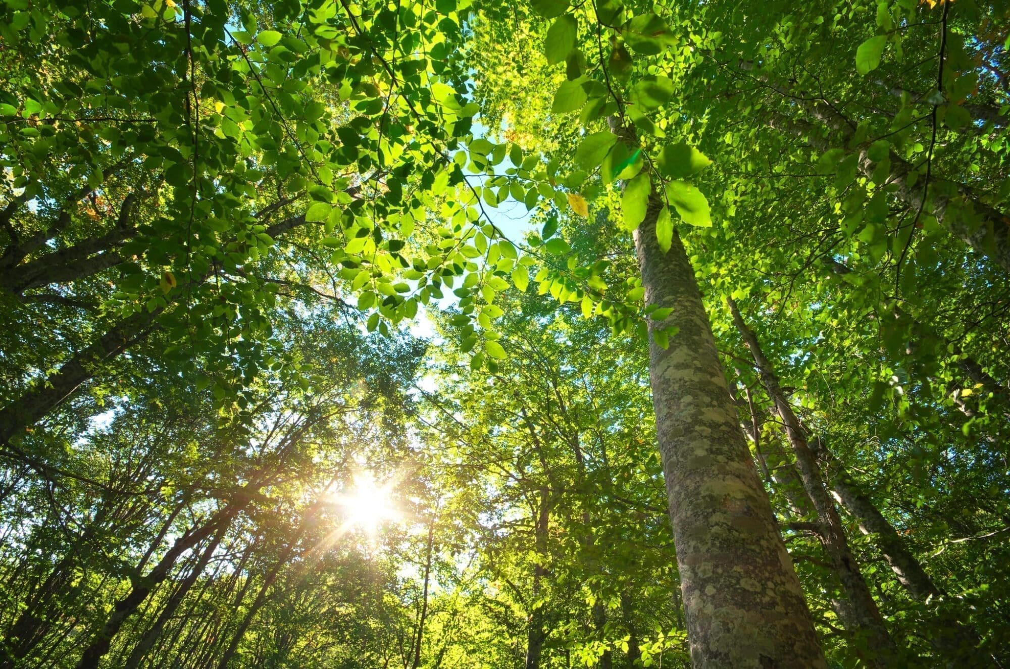 Into the forest. Nature composition.