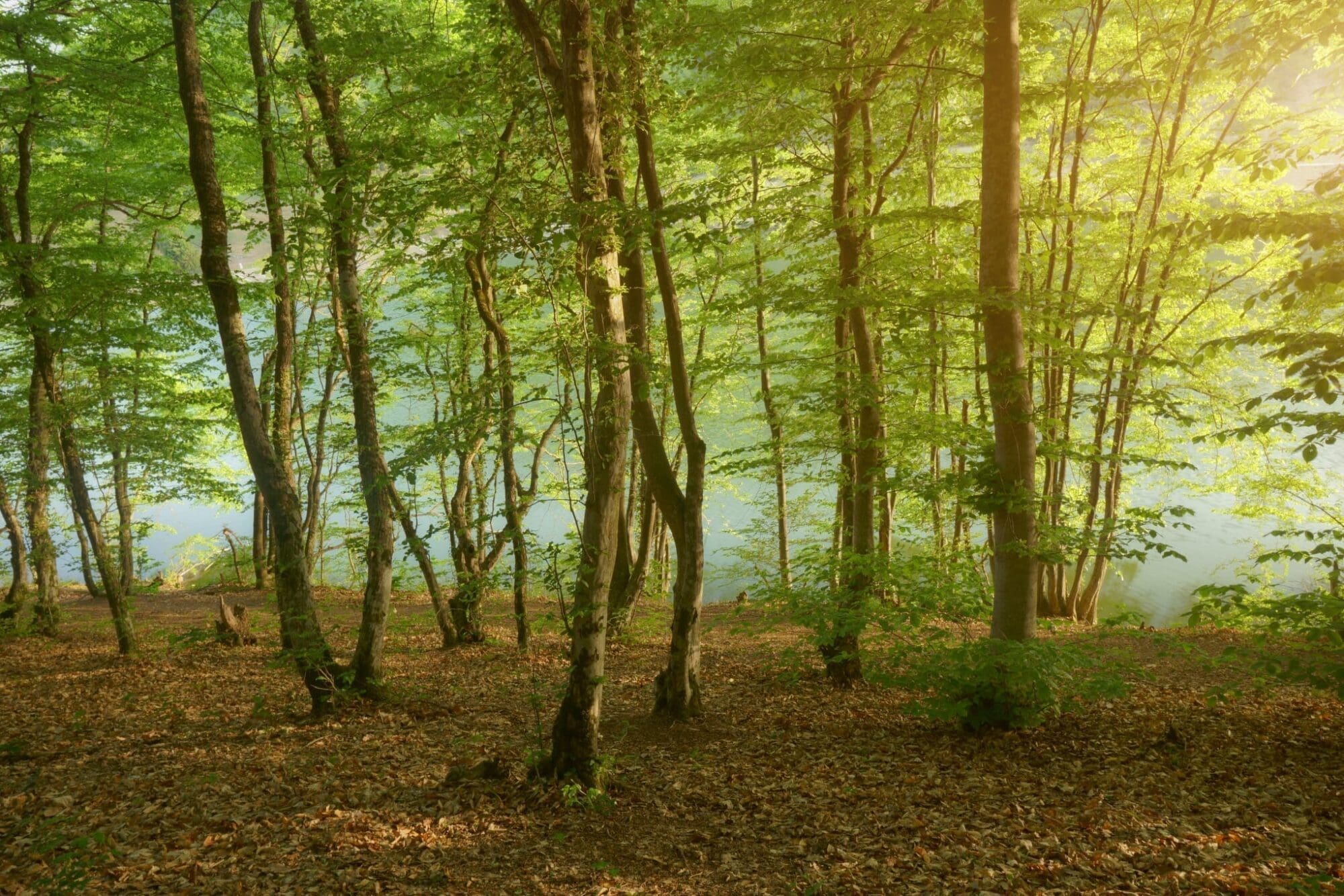 Deep in mountain. Forest and pond. Nature landscape.